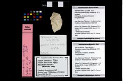 Foto (Objekt + Etikett) von Discutiolira moesica (Muţiu & Bădăluţă, 1971)  (NHMW-GEO-1990-0041-3960)